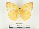 中文名:黃裙淡黃蝶(5053-12)學名:Catopsilia scylla cornelia (Fabricius, 1787)(5053-12)