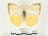 中文名:黃裙淡黃蝶(5053-12)學名:Catopsilia scylla cornelia (Fabricius, 1787)(5053-12)