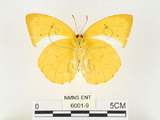 中文名:黃裙淡黃蝶(6001-9)學名:Catopsilia scylla cornelia (Fabricius, 1787)(6001-9)