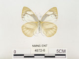 中文名:八重山粉蝶(4872-6)學名:Appias olferna peducaea Fruhstorfer, 1910(4872-6)