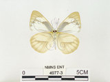 中文名:八重山粉蝶(4977-3)學名:Appias olferna peducaea Fruhstorfer, 1910(4977-3)