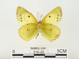 中文名:紋黃蝶(516-26)學名:Colias erate formosana Shirozu, 1955(516-26)