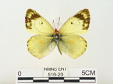 中文名:紋黃蝶(516-26)學名:Colias erate formosana Shirozu, 1955(516-26)