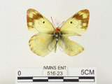 中文名:紋黃蝶(516-23)學名:Colias erate formosana Shirozu, 1955(516-23)