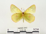 中文名:紋黃蝶(516-24)學名:Colias erate formosana Shirozu, 1955(516-24)