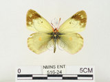 中文名:紋黃蝶(516-24)學名:Colias erate formosana Shirozu, 1955(516-24)