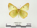 中文名:紋黃蝶(516-27)學名:Colias erate formosana Shirozu, 1955(516-27)