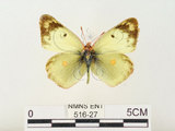 中文名:紋黃蝶(516-27)學名:Colias erate formosana Shirozu, 1955(516-27)