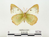 中文名:紋黃蝶(516-25)學名:Colias erate formosana Shirozu, 1955(516-25)