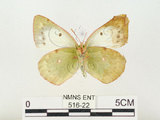 中文名:紋黃蝶(516-22)學名:Colias erate formosana Shirozu, 1955(516-22)