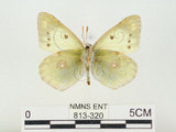 中文名:紋黃蝶(813-320)學名:Colias erate formosana Shirozu, 1955(813-320)