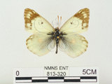 中文名:紋黃蝶(813-320)學名:Colias erate formosana Shirozu, 1955(813-320)