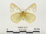 中文名:紋黃蝶(813-322)學名:Colias erate formosana Shirozu, 1955(813-322)