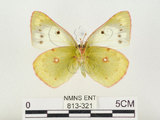 中文名:紋黃蝶(813-321)學名:Colias erate formosana Shirozu, 1955(813-321)