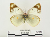 中文名:紋黃蝶(813-321)學名:Colias erate formosana Shirozu, 1955(813-321)