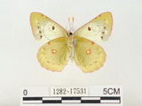 中文名:紋黃蝶(1282-17531)學名:Colias erate formosana Shirozu, 1955(1282-17531)