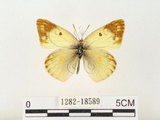 中文名:紋黃蝶(1282-18589)學名:Colias erate formosana Shirozu, 1955(1282-18589)