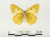 中文名:紋黃蝶(1282-18697)學名:Colias erate formosana Shirozu, 1955(1282-18697)