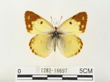 中文名:紋黃蝶(1282-18697)學名:Colias erate formosana Shirozu, 1955(1282-18697)