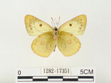 中文名:紋黃蝶(1282-17351)學名:Colias erate formosana Shirozu, 1955(1282-17351)