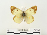 中文名:紋黃蝶(1282-17351)學名:Colias erate formosana Shirozu, 1955(1282-17351)