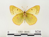 中文名:紋黃蝶(1282-18645)學名:Colias erate formosana Shirozu, 1955(1282-18645)