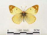 中文名:紋黃蝶(1282-18645)學名:Colias erate formosana Shirozu, 1955(1282-18645)