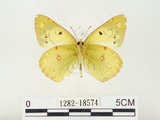 中文名:紋黃蝶(1282-18574)學名:Colias erate formosana Shirozu, 1955(1282-18574)