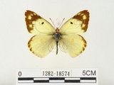 中文名:紋黃蝶(1282-18574)學名:Colias erate formosana Shirozu, 1955(1282-18574)