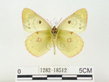 中文名:紋黃蝶(1282-18512)學名:Colias erate formosana Shirozu, 1955(1282-18512)