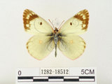 中文名:紋黃蝶(1282-18512)學名:Colias erate formosana Shirozu, 1955(1282-18512)