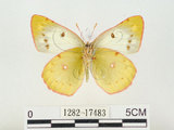 中文名:紋黃蝶(1282-17483)學名:Colias erate formosana Shirozu, 1955(1282-17483)