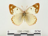 中文名:紋黃蝶(1282-17483)學名:Colias erate formosana Shirozu, 1955(1282-17483)