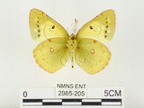 中文名:紋黃蝶(2985-205)學名:Colias erate formosana Shirozu, 1955(2985-205)