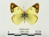 中文名:紋黃蝶(2985-205)學名:Colias erate formosana Shirozu, 1955(2985-205)