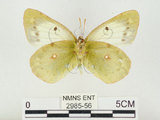 中文名:紋黃蝶(2985-56)學名:Colias erate formosana Shirozu, 1955(2985-56)