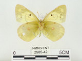 中文名:紋黃蝶(2985-42)學名:Colias erate formosana Shirozu, 1955(2985-42)