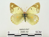 中文名:紋黃蝶(2985-42)學名:Colias erate formosana Shirozu, 1955(2985-42)