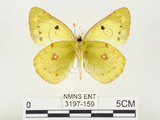 中文名:紋黃蝶(3197-159)學名:Colias erate formosana Shirozu, 1955(3197-159)