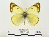 中文名:紋黃蝶(3197-159)學名:Colias erate formosana Shirozu, 1955(3197-159)