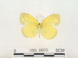 中文名:江崎黃蝶(1282-18373)學名:Eurema alitha esakii Shirôzu, 1953(1282-18373)