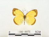 中文名:江崎黃蝶(1282-18373)學名:Eurema alitha esakii Shirôzu, 1953(1282-18373)