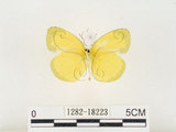 中文名:江崎黃蝶(1282-18223)學名:Eurema alitha esakii Shirôzu, 1953(1282-18223)