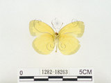 中文名:江崎黃蝶(1282-18263)學名:Eurema alitha esakii Shirôzu, 1953(1282-18263)