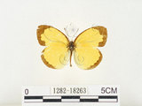 中文名:江崎黃蝶(1282-18263)學名:Eurema alitha esakii Shirôzu, 1953(1282-18263)