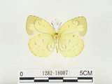 中文名:江崎黃蝶(1282-18087)學名:Eurema alitha esakii Shirôzu, 1953(1282-18087)