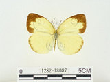 中文名:江崎黃蝶(1282-18087)學名:Eurema alitha esakii Shirôzu, 1953(1282-18087)