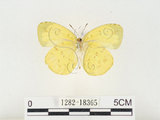 中文名:江崎黃蝶(1282-18365)學名:Eurema alitha esakii Shirôzu, 1953(1282-18365)