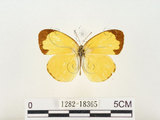 中文名:江崎黃蝶(1282-18365)學名:Eurema alitha esakii Shirôzu, 1953(1282-18365)