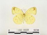 中文名:江崎黃蝶(1282-18328)學名:Eurema alitha esakii Shirôzu, 1953(1282-18328)